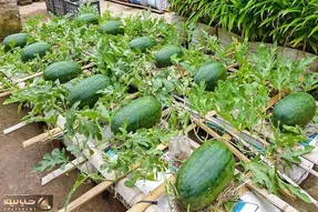 کشاورزی نوین؛ جای باغچه تو گونی هندوانه کاشته قرمز و شیرین شده شاهکار