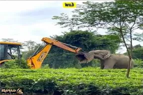 قلمرو حیوانات؛ تقابل JCB با فیل مادر