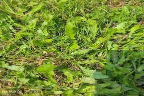 بازی فکری؛ ملخ پنهان تو سبزه زارو فقط افراد با بینایی سالم می تونن پیدا کنن