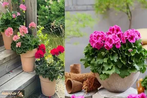 میزان و نحوه صحیح آبیاری شمعدانی؛ هر چند وقت یکبار شمعدونی رو آبیاری کنیم؟