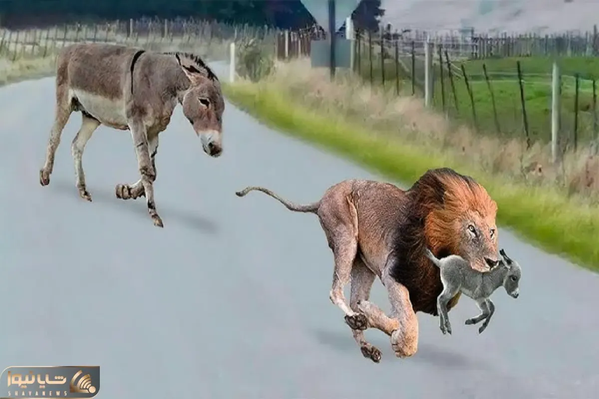 جذابیت حیات وحش؛ شیر ددمنش توله الاغ قاپید خر سفاک بعد مسابقه دو به نیش کشید
