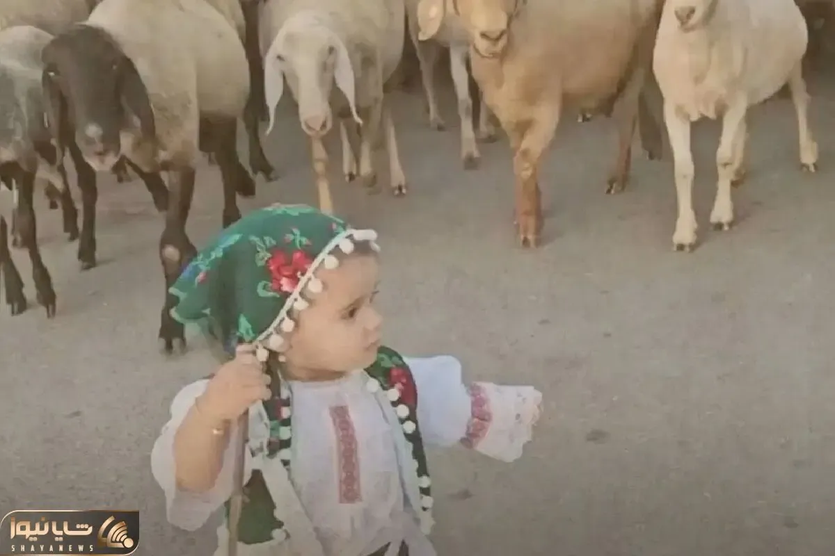 آواز شاد؛ چوپان گوسفندا دختر فسقل با آهنگ آهای دختر چوپون با زبردستی گله رو هدایت کرد