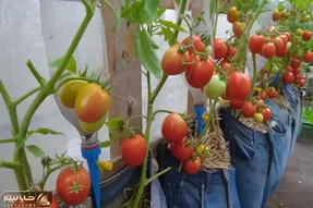 کشاورزی خلاقانه؛ این آقا تو شلوار جین گوجه فرنگی کاشته تماشایی تا نبینی باورت نمیشه