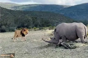 مستند حیات وحش؛ کرگدن خشمگین، سلطان جنگل را به چالش کشید