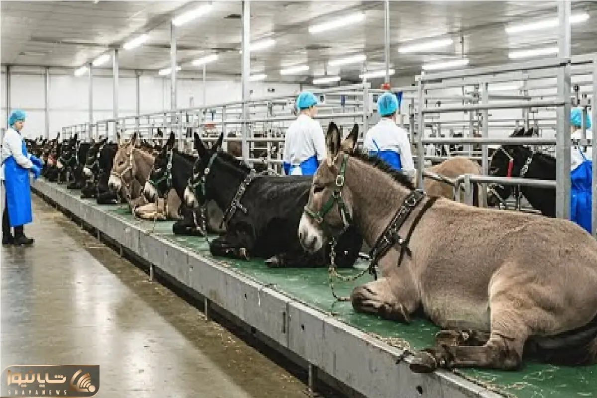 فرآوری خر؛ خر که هن و هنش دراومد میبرن سلاخخونه برا بهره از اعضاش