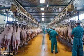 فرآوری الاغ؛ هیچ جای الاغ دور نمیریزن گوشتش استیک میکنن و شیر غلیظش رو مینوشن