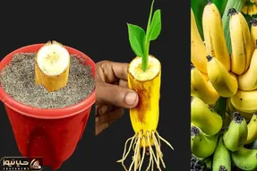 کاشت و برداشت خانگی؛ اینجوری با یک موز تو خونه درخت موز پرورش بده و میوه بچین