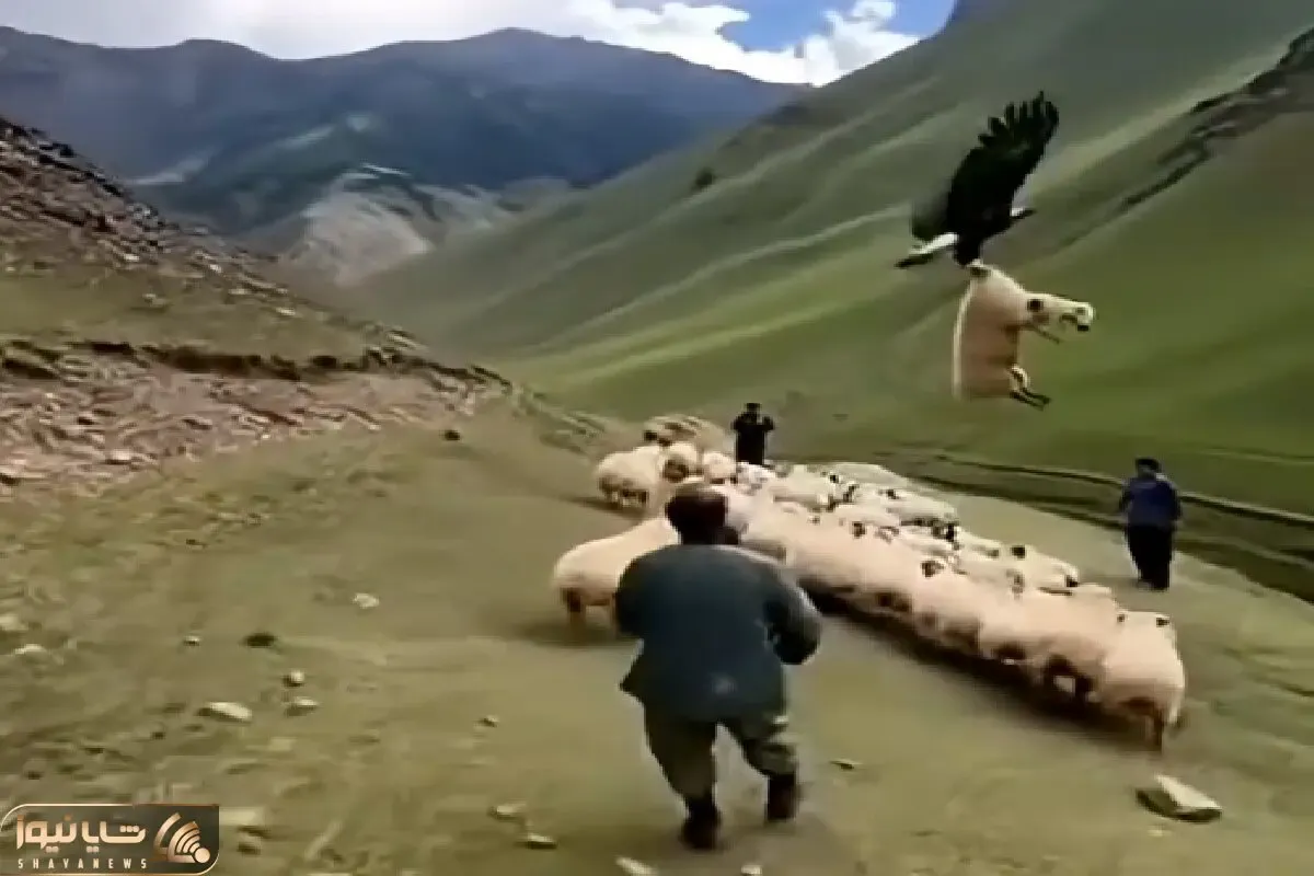 دامداری نوین؛ عقاب گوسفند رو قاپید چوپون بدبخت هر چی هوشده و پیشده کرد فایده نداشت