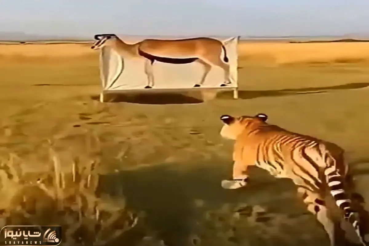 معماری طبیعت؛ دله بودن ببر کار دستش داد