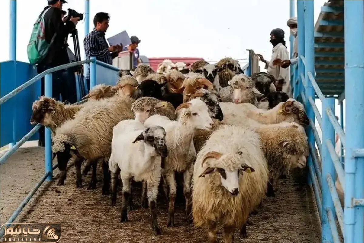 قیمت دام زنده امروز ۲۴ بهمن ۱۴۰۳/ بالاترین نرخ گوسفند زنده متعلق به کدام استان است؟