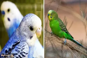 عوارض نگهداری مرغ عشق در منزل؛ عاقل باش تا بیماری که این پرنده خوش رنگ داره رو نگیری