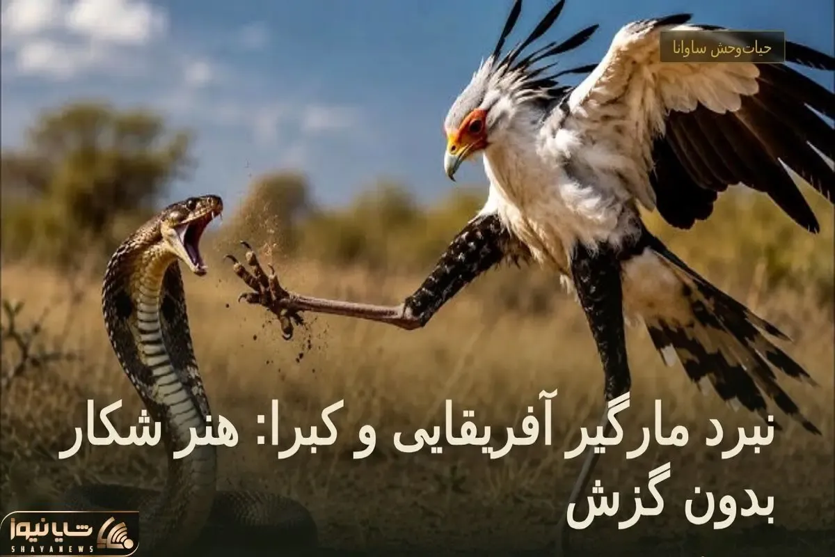 حیات‌وحش ساوانا؛ نبرد مارگیر آفریقایی و کبرا: هنر شکار بدون گزش