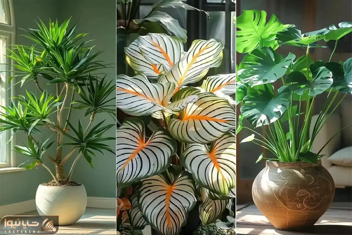 گیاهان آپارتمانی لوکس و لاکچری جهت شاهانه و اعیونی جلوه دادن خونه حتی اگه اینطور نیست