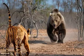 جذابیت حیات وحش / ببر وحشی به نبردی سهمگین با خرس گریزلی شتافت و جانش را داد
