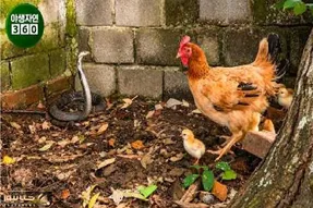 مستند حیات وحش؛ نبرد سبعانه مرغ و مار برای حراست از جوجه