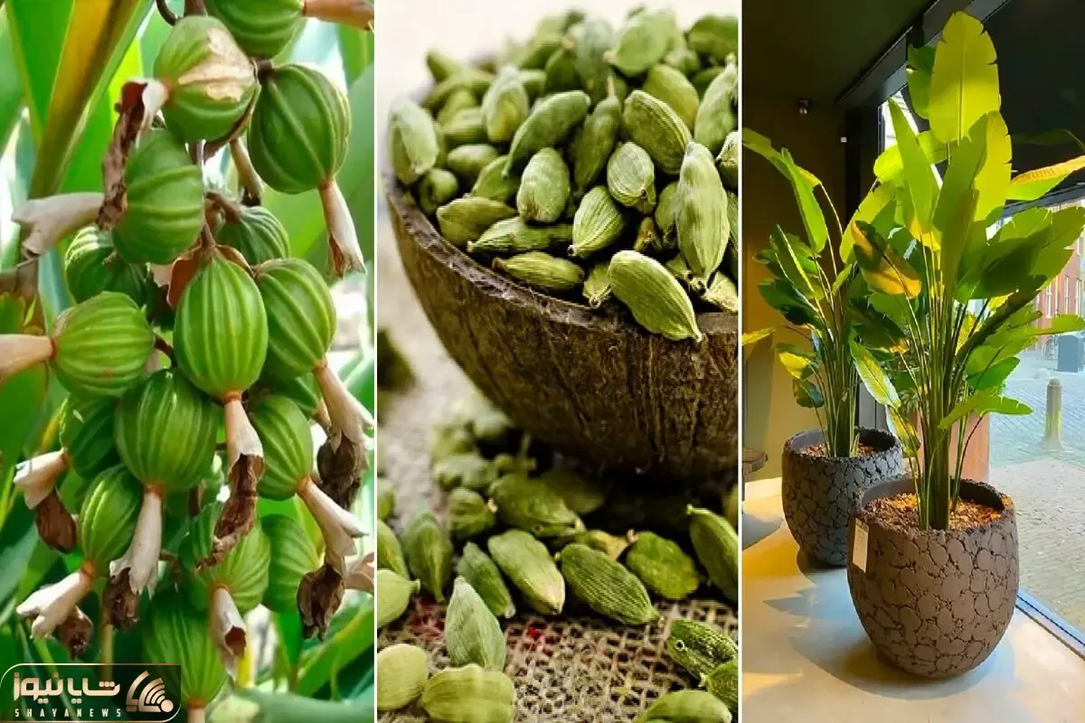 کاشت و پرورش دانه جذاب هل در خانه؛ گیاه آپارتمانی خوش عطر برای استفاده شخصی در غذا