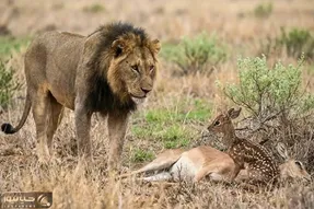 مستند حیات وحش؛ بچه آهوی یک روزه که شیر نه تنها نخوردش به فرزندی هم پذیرفتش