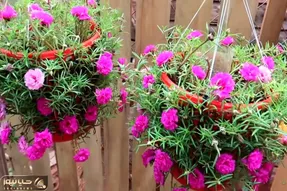 ایده های خلاقانه؛ تو سبد حموم که سوراخ سوراخ گل کاشته آویزون تراس کرده