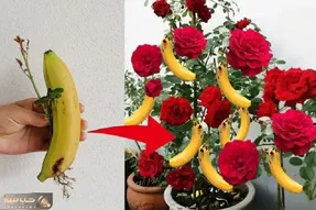 کاشت و برداشت خانگی؛ چجوری گل رز رو پیوند بزنیم؟ روی موز عالی میشه
