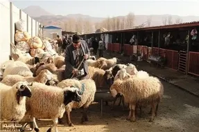 قیمت دام زنده امروز ۱۵ مهر 1404 + جدول