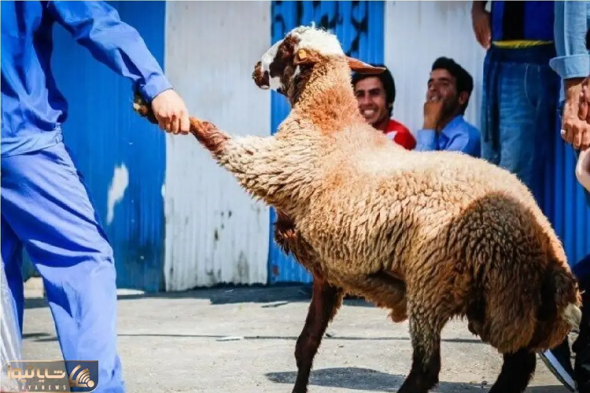 قیمت دام زنده امروز ۲۸ اردیبهشت ۱۴۰۵ + جدول