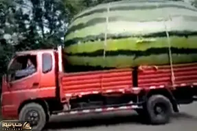 کشاورزی نوین؛ با تجهیزات به روز هندوانه کاشتن با اره برقی نصف کردن تا رو تریلی جا شه