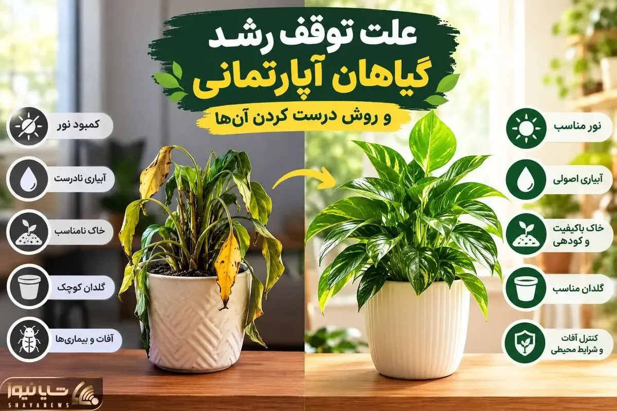 دلیل توقف رشد و خوشگلی گیاهان آپارتمانی؛ با تغییر فصل نیاز به یکسری مراقبت دارن