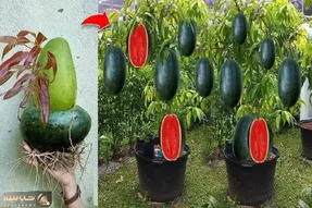 کشاورزی نوین؛ هندونه و انبه رو با تخم مرغ بهم چسبوندن درختش هم هندوانه داده هم انبه