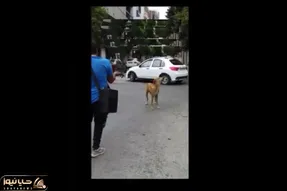 آواز خیابانی؛ ببینید سگ چطور با دوره گرد همخوانی میکنه فقط اینکه آهنگ رو پیدا کرد