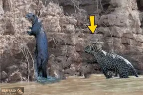 مستند حیات وحش؛ پلنگ با حمله به سمور بی‌خبر به دل مرگ زد