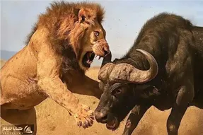مستند حیات وحش / نبرد خصمانه شیر و بوفالو وقتی وحشت شکار اسیرشان میکند