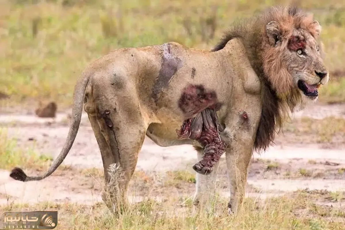 از جذابیت های حیات وحش؛ ببینید این شیر بعد از نبرد وحشیانه چه بلایی سرش میاد