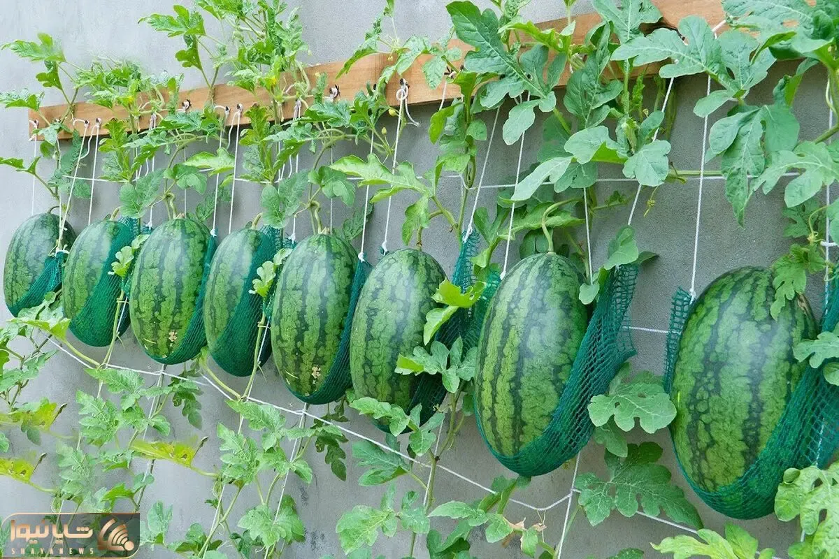 کاشت و برداشت خانگی؛ روی دیوار حیاطش هندوانه کاشته محشر بعد تو هی بگو باغچه ندارم