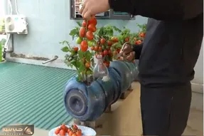 کشاورزی خلاقانه؛ با این روش تو بطری های بزرگ آب معدنی گوجه فرنگی بکار محشر میشه