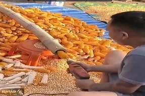 کشاورزی نوین؛ با دریل و لوله جوری ذرتا رو دون کرد که عمرا به ذهن کسی برسه