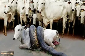 از جذابیت های حیات وحش؛ مار کلفت پیچید دور شکم گوساله و اول فشارش داد و بعد بلعیدش