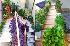 گیاهان آپارتمانی خاص راه پله / مقاوم در برابر تاریکی و سرما و گرمای این فضا در هر فصل