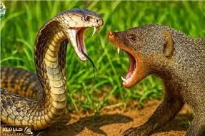 مستند حیات وحش؛ مانگوس ریزه بابای مار میاره جلو چشمش