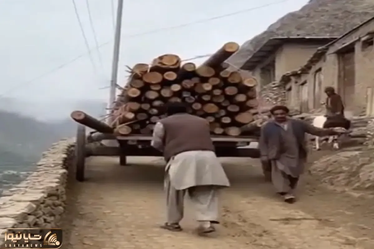 معماری طبیعت؛ الهی چه غریبانه مرد این مرد تنه درخت ها جنایت کارشدن