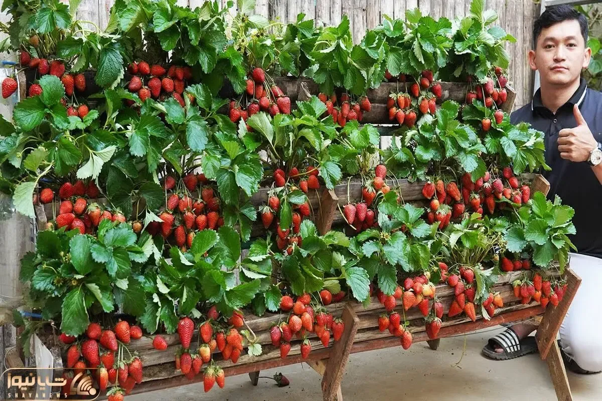 کاشت و برداشت خانگی؛ باغچه کف حیاط نداری؟ خب تو تراس باغچه عمودی بساز شاهکار
