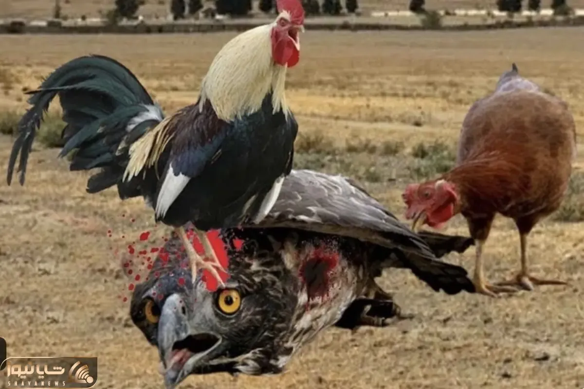 مستند حیات وحش؛ خروس دلیر کاری کرد عقاب دیگه هیزی نکنه