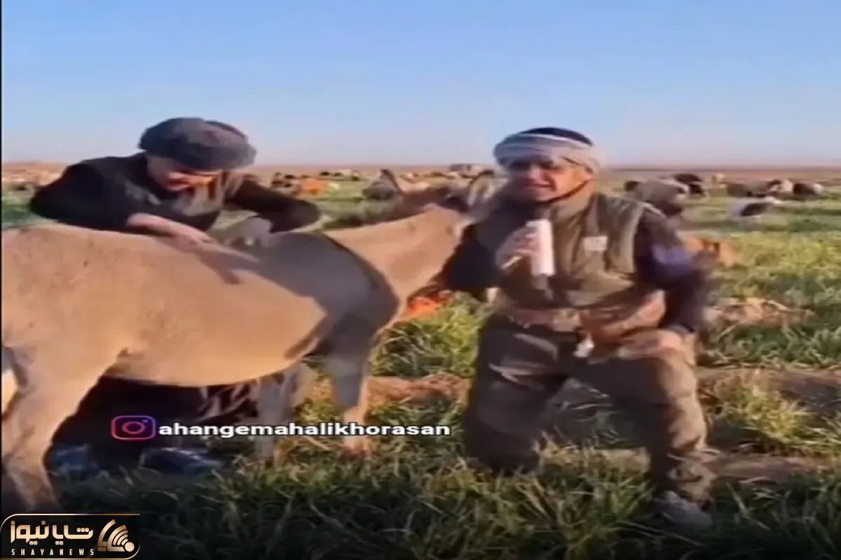 آواز شاد؛ پسره نازی نازی نسترن با جو فضایی میخونه