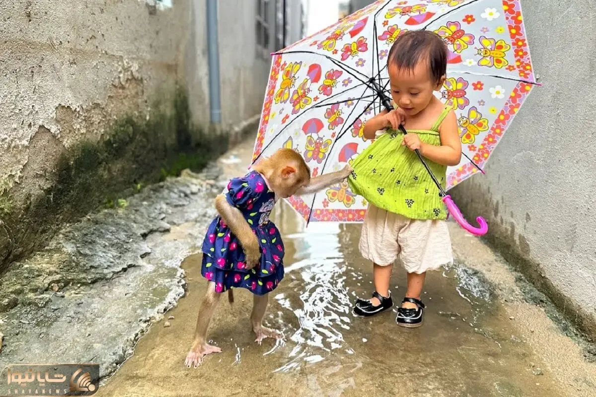 میمون و بچه؛ آخه میمون هم انقدر باهوش؟بخاطر آب بازی با بچه تو باران تنبیه شدند!