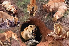 از جذابیت های حیات وحش؛ گراز برای اینکه از چنگ شیر خلاص بشن فقط خدا باید کمک کنه