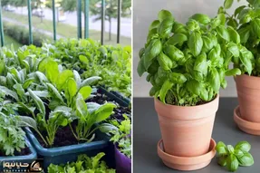 کاشت انواع سبزی در گلدان / تو فقط گلدون میخوای تا هرچی دلت خواست بکاری بکَنی بخوری