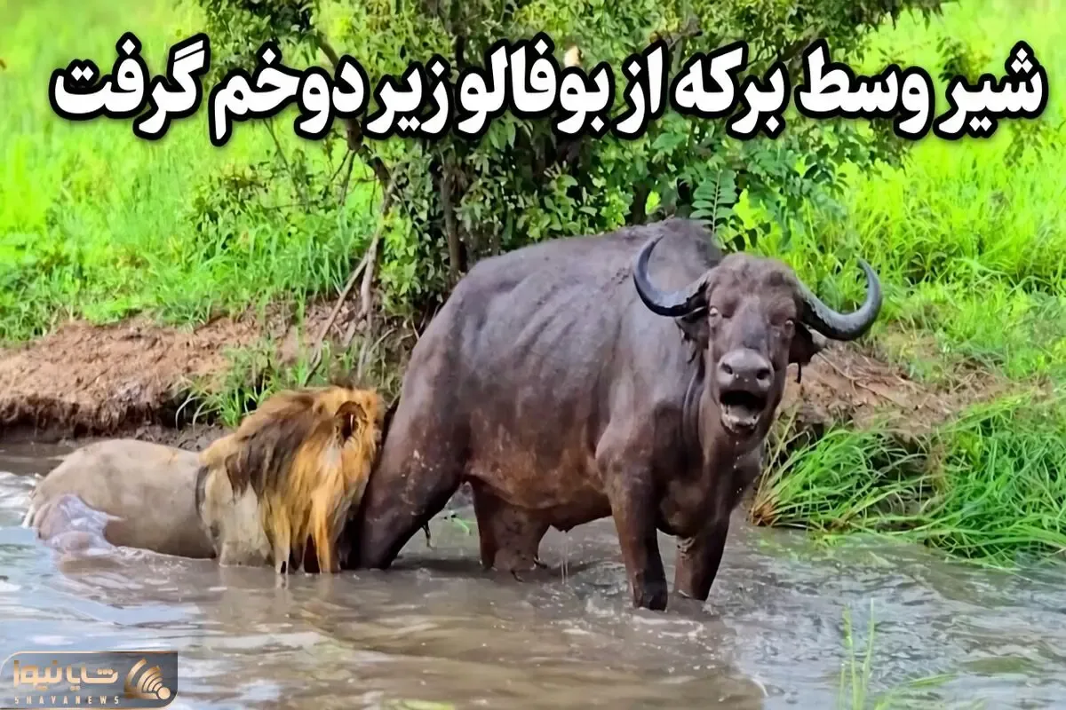 مستند حیات وحش؛ شیر وسط برکه از بوفالو زیر دوخم گرفت