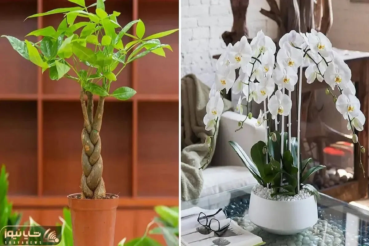 گیاهان آپارتمانی که خوش شانسی میارن / خوشگلای خوش یمنی که خوشبختی رو مهمون خونت میکنن