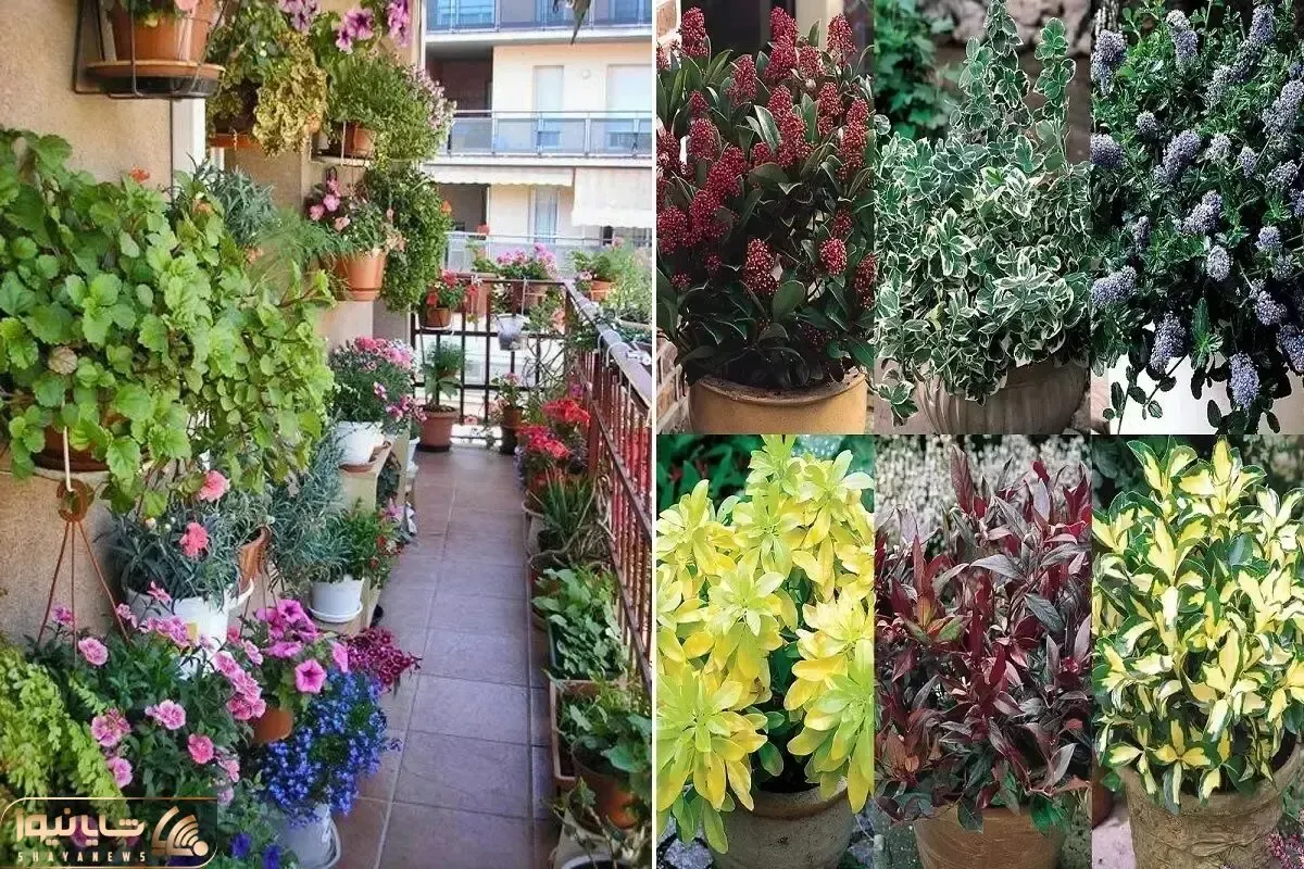 گیاهان آپارتمانی همیشه سبز برای بالکن؛ سخت جان در سرما و گرما، شیک در کل ایام سال