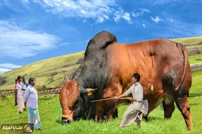 حیوانات غول جثه؛ بزرگ ترین گاوهای نر جهان برای قربانی که بیش از یک تن وزرن دارن