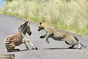 شگفتی های حیات وحش؛ ببر تیز دندون گورخر بدبخت رو تیکه کرد که ببینی خودت رو باختی!